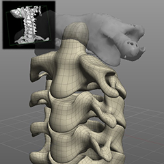 3D model of a human spinal column.